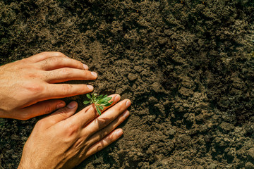 Man gardener hands preparing soil for seedling in the ground.
