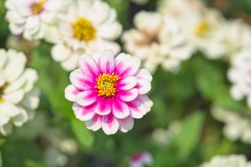 Obraz premium Close up one large pink and white flower blossom, Green leaves are surrounding the flower. Spring flowering and natural background