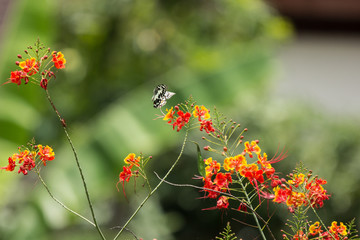 Butterfly and Red Flamboyant flower