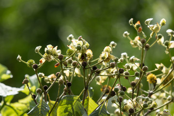 white and yellow flower of teak tree