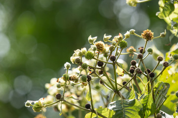 white and yellow flower of teak tree