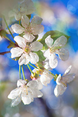 branch to flowering aple tree