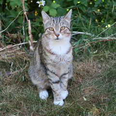 small gray domestic cat sits in the garden
