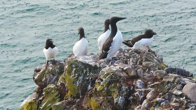 A guillemot (Uria aalge) on a cliff edge on the Isle of May
