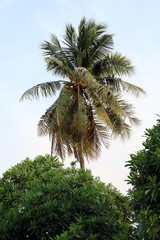 Fototapeta na wymiar coconut farm, plantation coconut tree