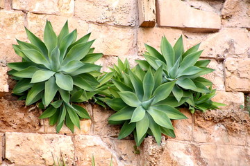 Agave attenuata plants growing on a brick wall.