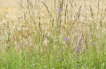 grass and flowers in front of a field of wheat 