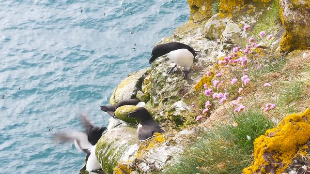 Razorbill (Alca torda) adult standing on rock of coastal cliff Scotland