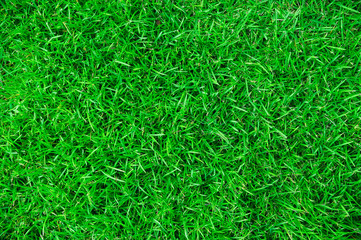 Green grass texture background