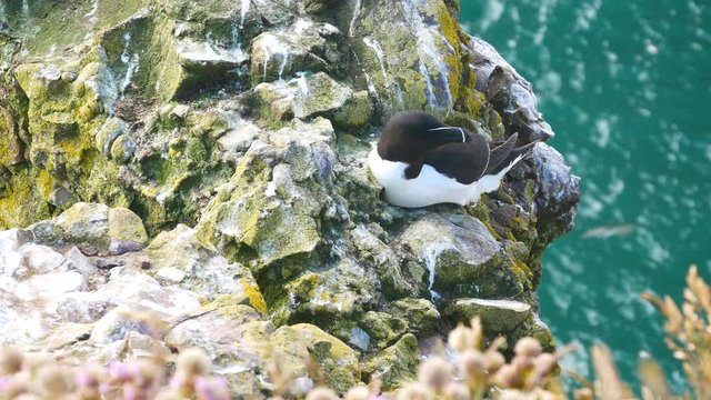 Razorbill (Alca torda) seabird nesting on cliff edge.