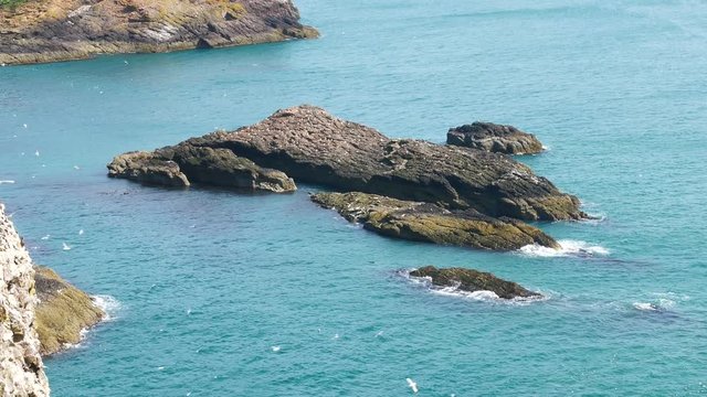 The spectacular cliffs at Fowlsheugh are packed with more than 130,000 breeding seabirds during the spring and summer months.
