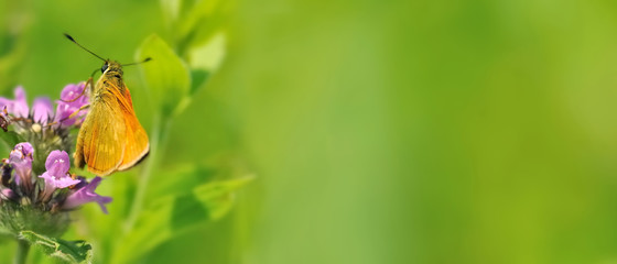 butterfly on pink flower on green panoramic background