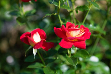 赤と黄色のばら「希望」の花のアップ	