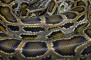 Colorful patterns and skin of python.