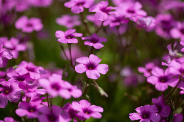 Fototapeta na wymiar ピンク色のカタバミの花のアップ