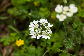 白いオルレアの花のアップ