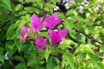 Fototapeta premium Purple bougainvillea flower on daylight, Panicle Bunch Fragrant pink and purple, flower with blurred background