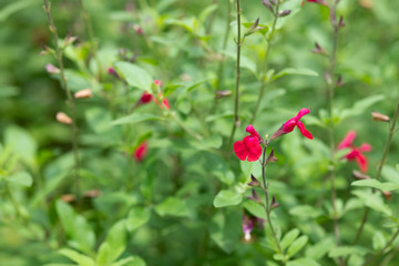 赤いチェリーセージの花のアップ	