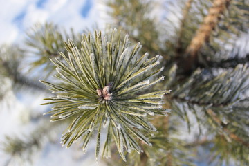 Naklejka na ściany i meble Pine branch in winter frost