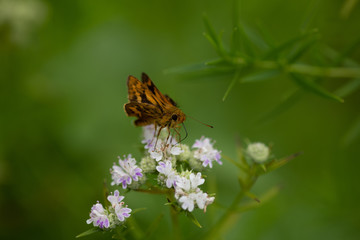 白い花にとまったキマダラセセリ
