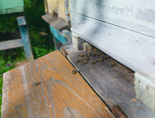  bees entering beehive