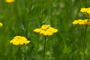 黄色いノコギリソウの花のアップ	