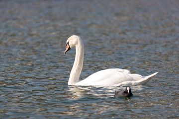 Weißer Schwan