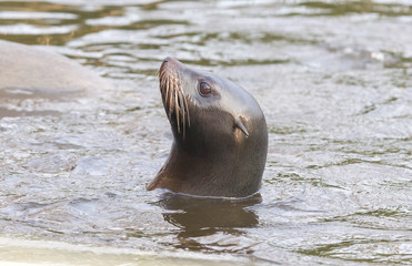 Obraz premium Sea lion swimming in the cold water