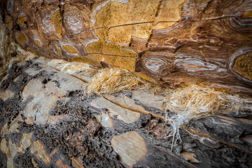 Background - wooden logs