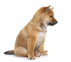 puppy shiba inu