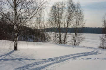 Gentle snow slope with birch trees.