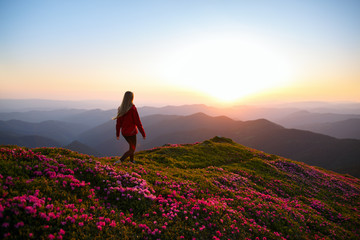 Woman hiker on a top of a mountain. Magic pink rhododendron flowers on summer mountains - 210272665