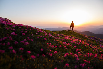 Woman hiker on a top of a mountain. Magic pink rhododendron flowers on summer mountains