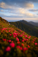 Beautiful nature landscape, amazing mountain view. Selective focus. Magic pink rhododendron flowers on summer mountains