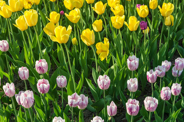 Background of yellow and pale pink tulips.