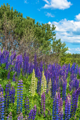 Beautiful landscape with purple lupines.