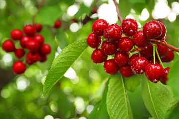 Obraz premium Sweet cherry berries on tree branches in garden