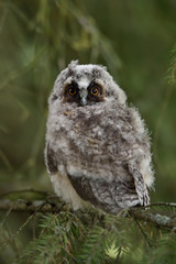 Long-eared Owl (Asio otus) chick, juvenile bird