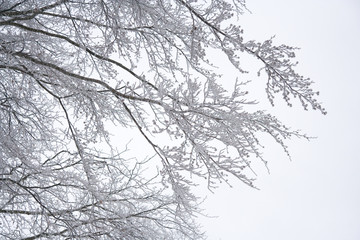 Fototapeta na wymiar fresh snow on the branches of beech