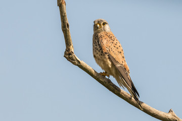 ‎kestrel,  Falco tinnunculus
