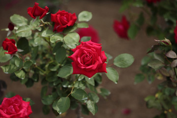 薔薇　メリナ　埼玉県　伊奈町　日本