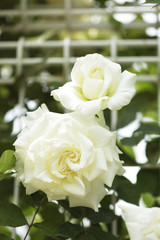 薔薇　ツル・ホワイトクリスマス　埼玉県　伊奈町　日本