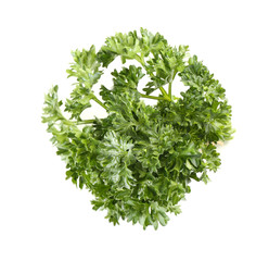 Fresh parsley on white background
