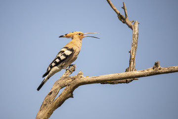 Hoopoo, Upupa epops © Gert Hilbink