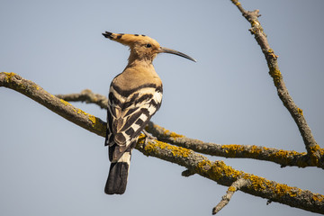 Hoopoo, Upupa epops © Gert Hilbink