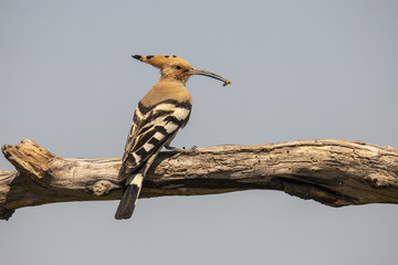 Hoopoo, Upupa epops © Gert Hilbink