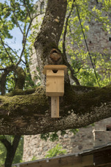 wooden bird house