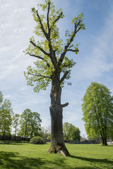 tree in the park
