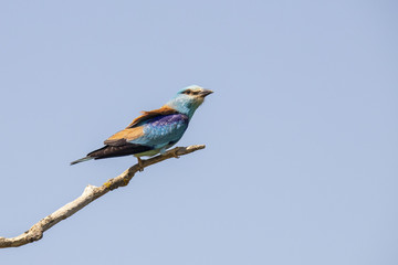 European Roller,  Coracias 