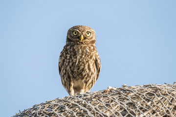 Sreech owl, Athene noctua